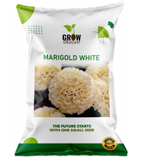Grow Delight Imported Marigold White 100 Seeds Grow Delight Imported Marigold White 100 Seeds